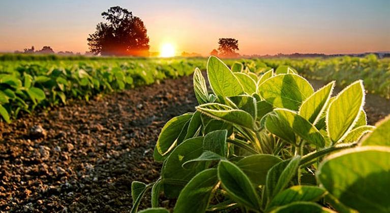 Rainbow Crop Science